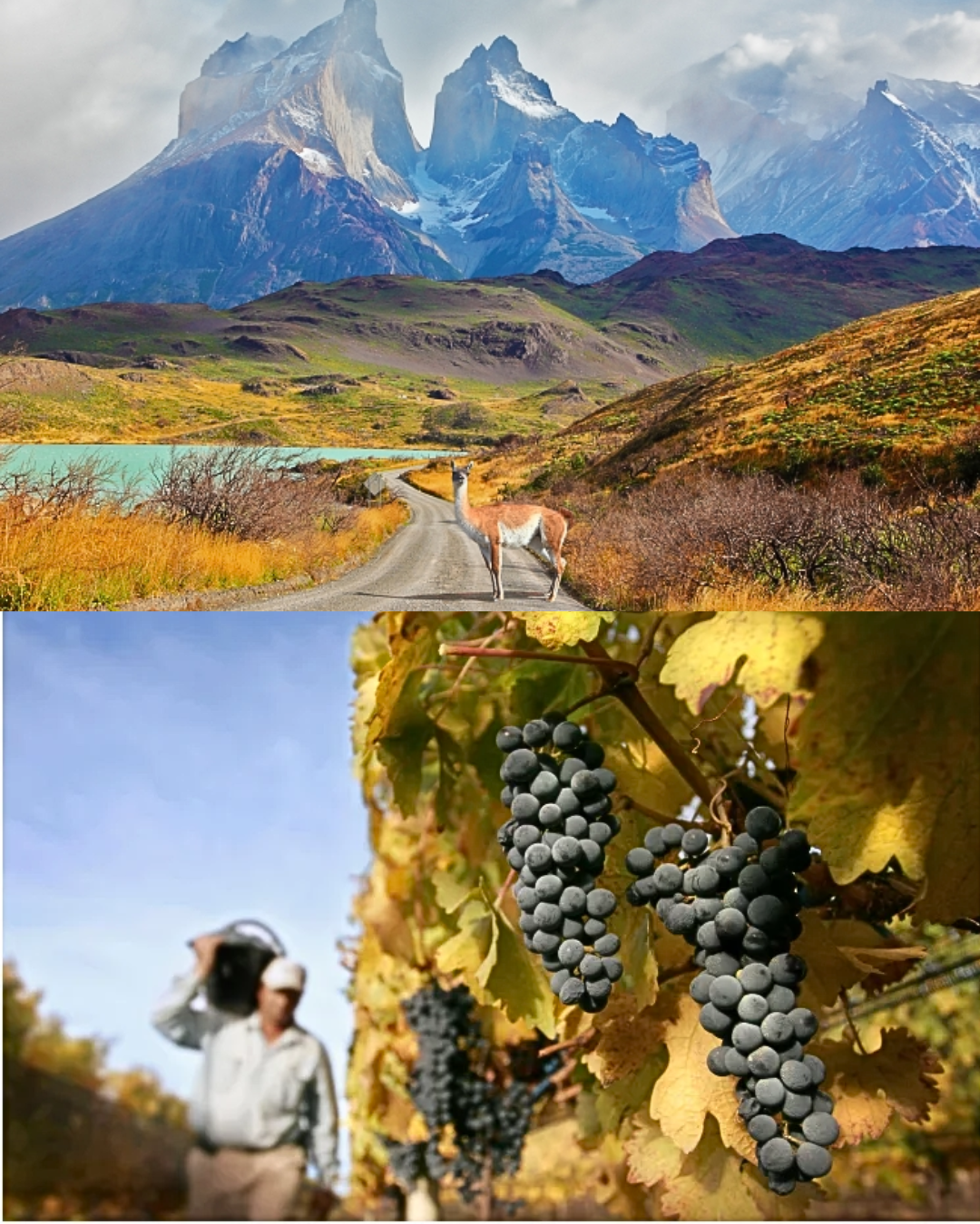 パタゴニアワイン レセルヴァ・シャルドネ 750ml / Reserva Chardonnay