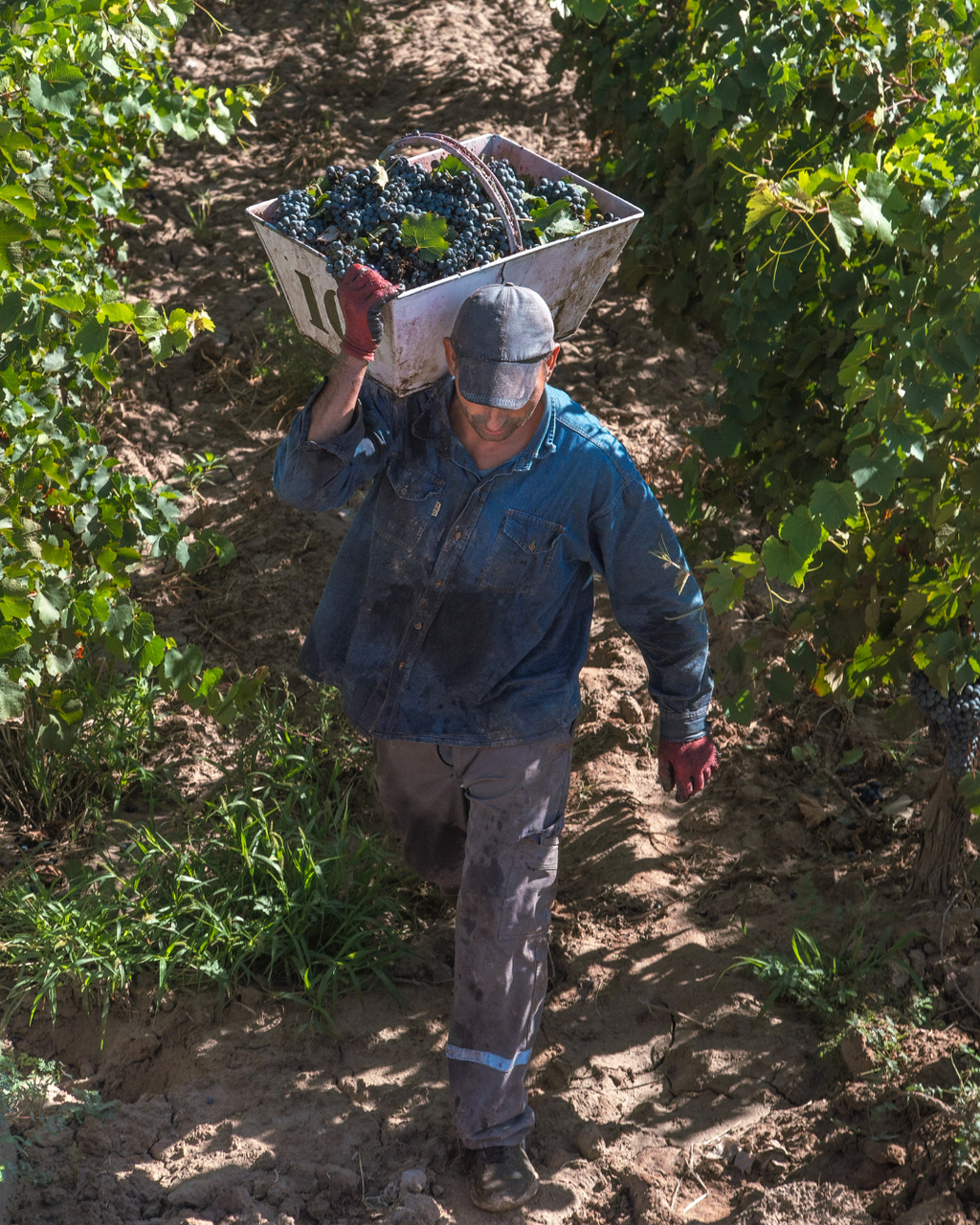 期間限定！【2x1】BUENOS AIRES MALBEC 1本ご購入でもう1本無料！