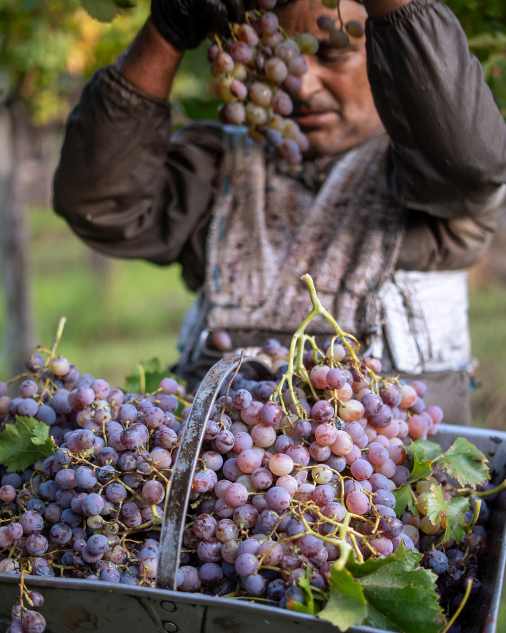 期間限定！【2x1】BUENOS AIRES MALBEC 1本ご購入でもう1本無料！